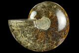 Polished Ammonite (Cleoniceras) Fossil - Madagascar #127199-1